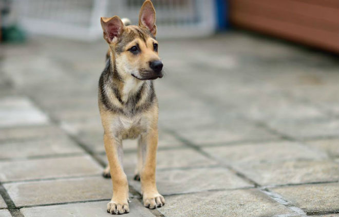 Hong Kong Dog Rescue Volunteer Hong Kong Dog Rescue Volunteer