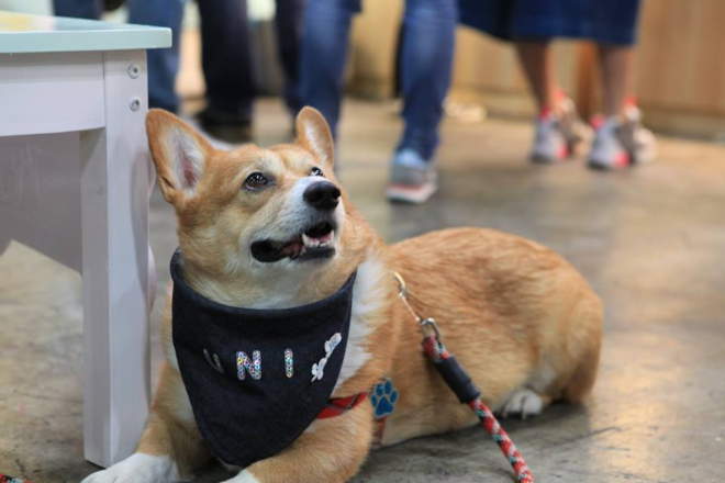 hong kong pet show 2019